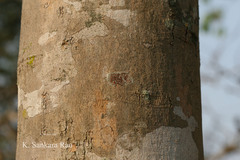 Hevea brasiliensis